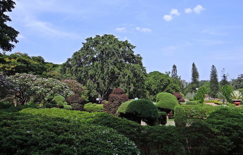 Garden greenery bangalore