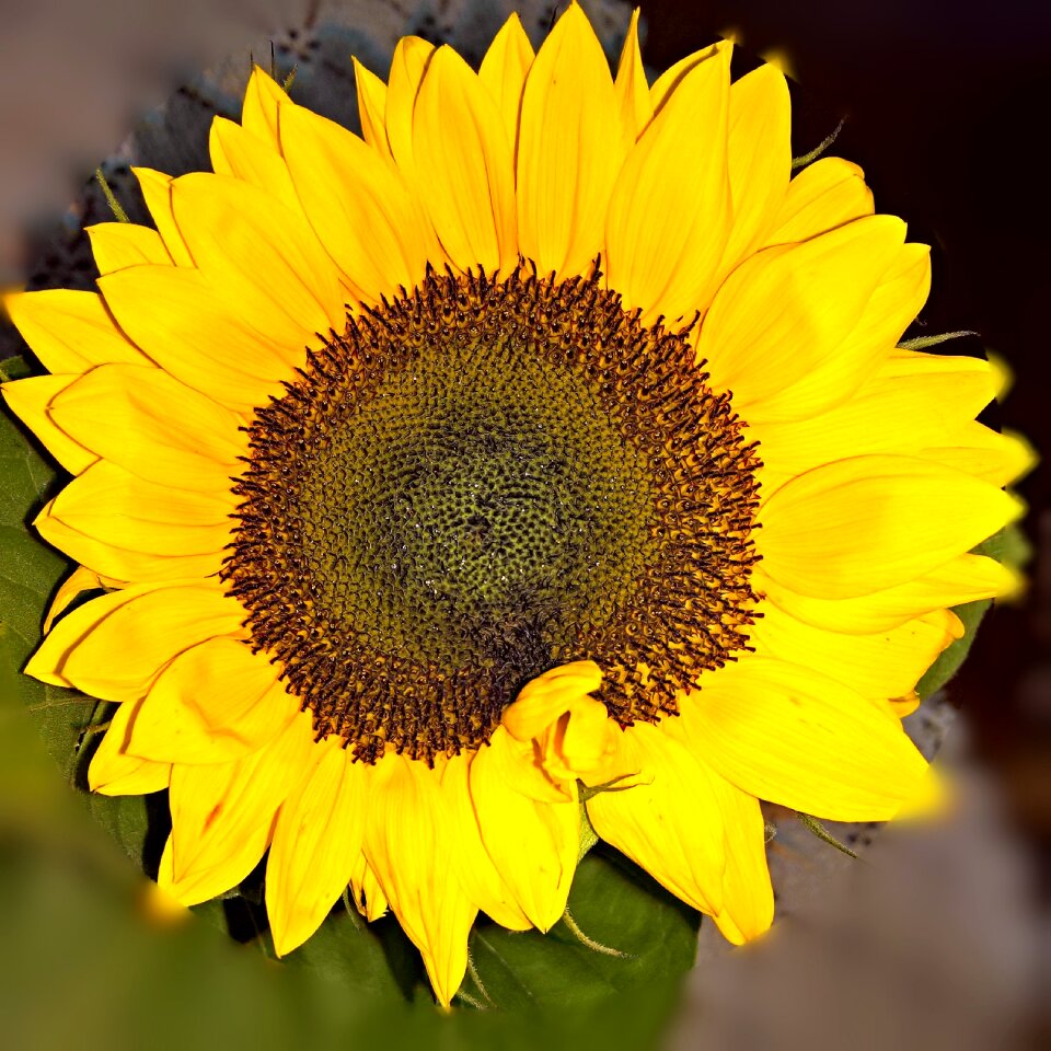 Yellow bright nature
