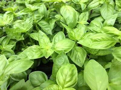 Food ingredient leaf photo