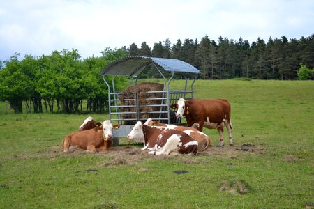 Farm milk business photo