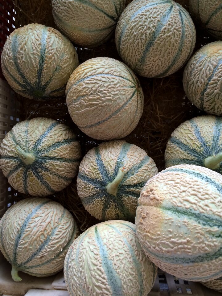 Nature orange melon