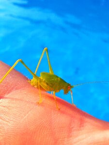 Small tiny green grasshopper