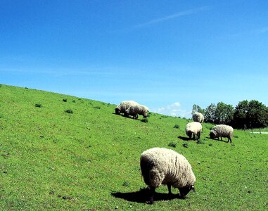 Dike meadow grass