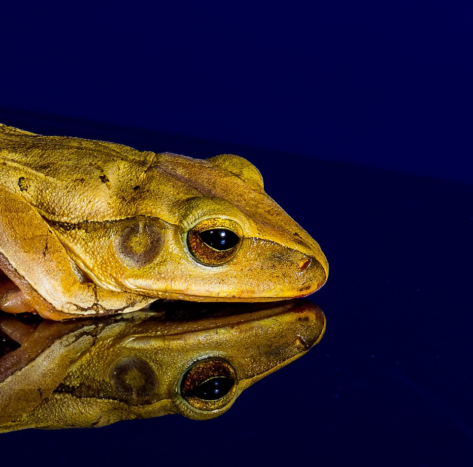 Frog close up mirror image