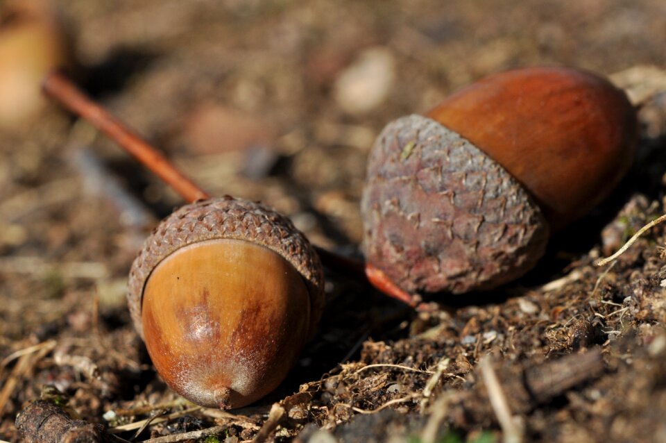 Fruits brown nature