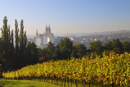 Winegrowing trees landscape