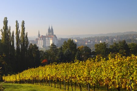 Winegrowing trees landscape photo