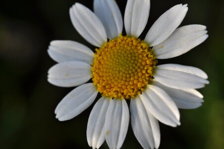 Summer blossom bloom photo