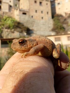 Hand breeding bufo bufo photo