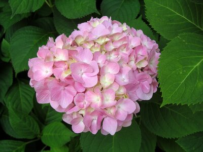 Spring plant flower