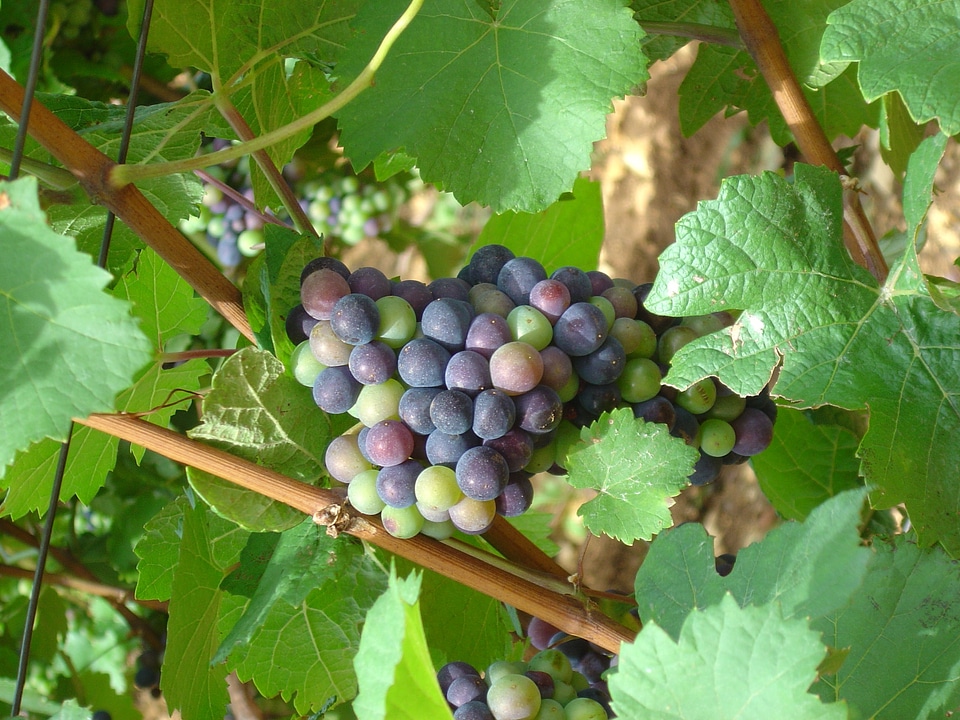 Blue fruit rebstock