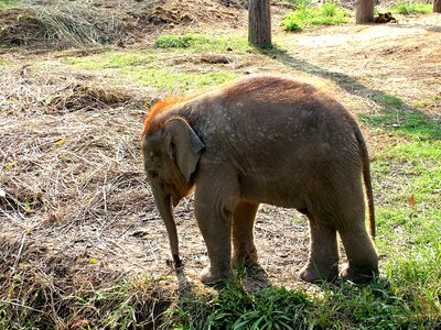 Small elephant nepal indian elephant photo