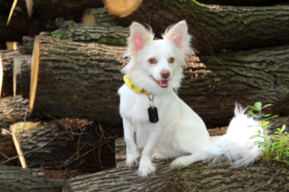 Papillon chihuahua dog