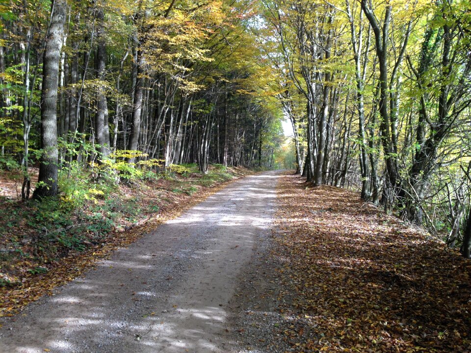 Away trees autumn