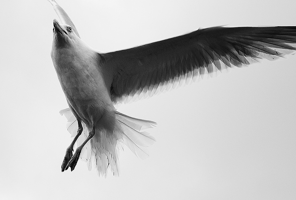 Flying close up feather