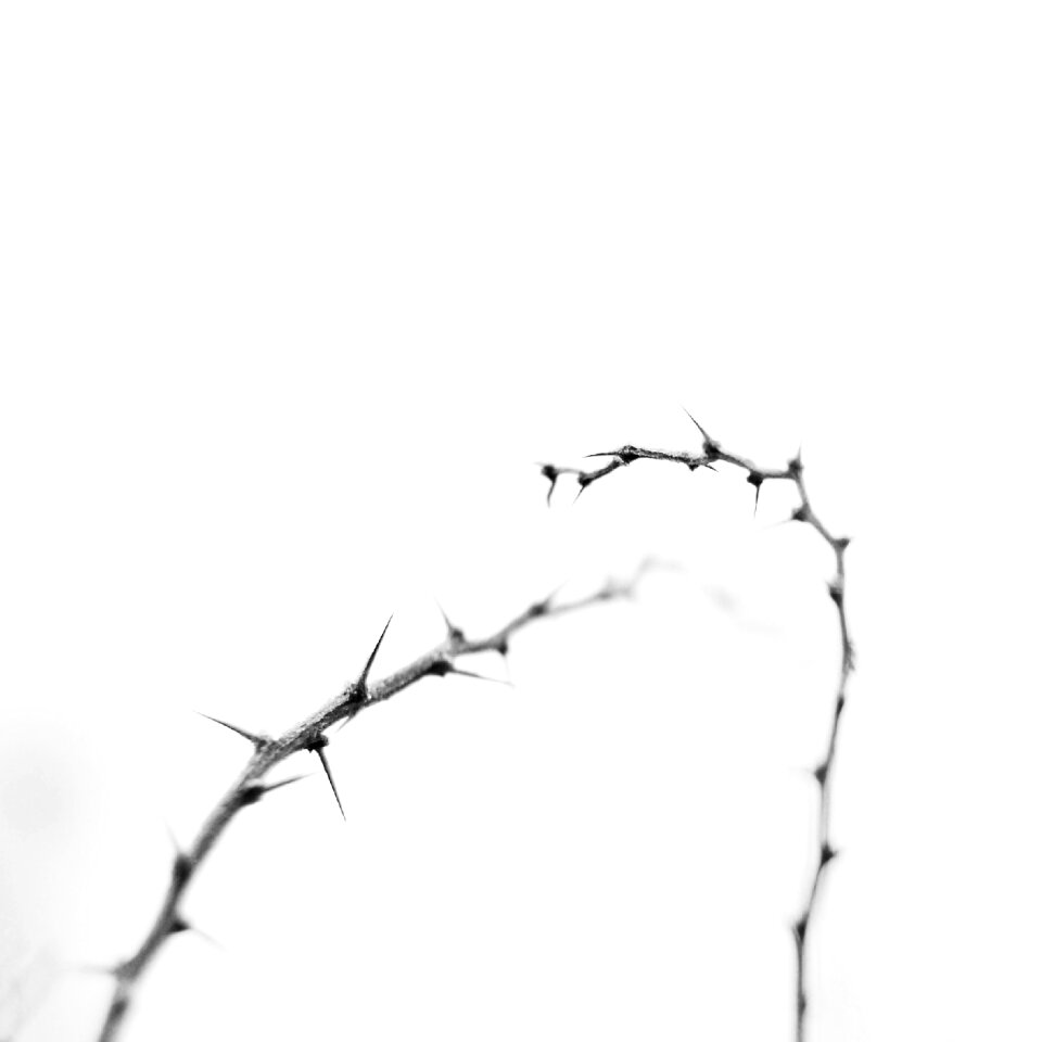 Thorny path winter