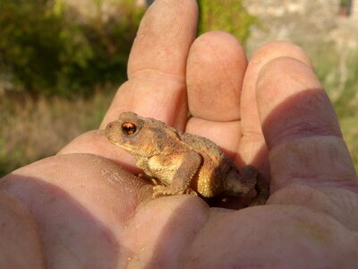 Hand breeding bufo bufo