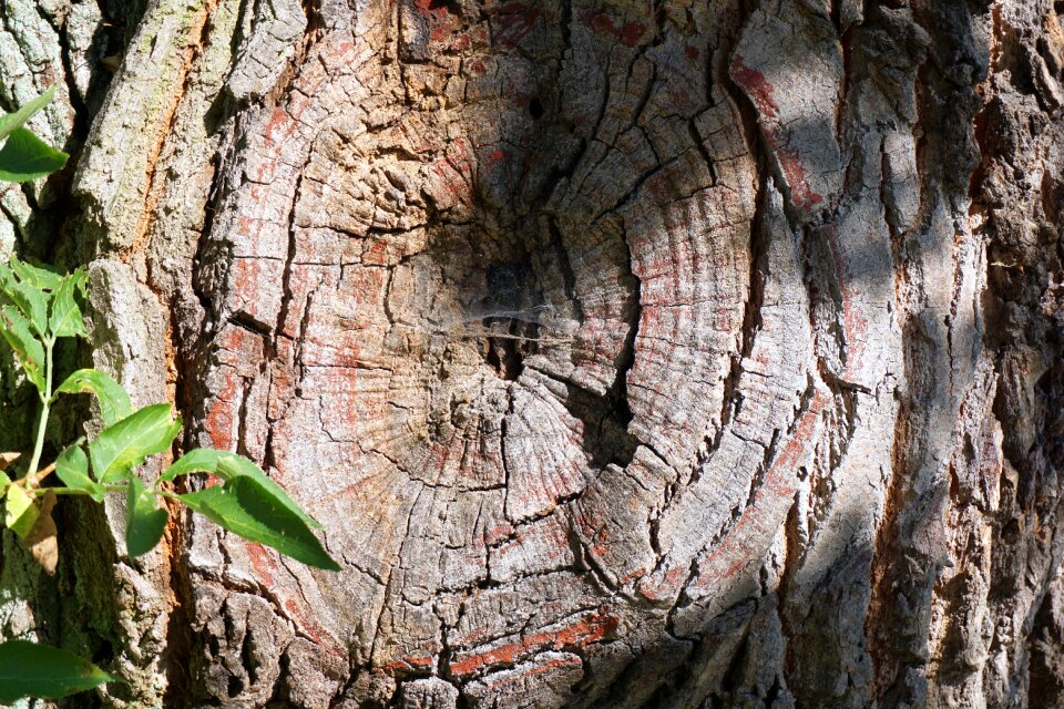 Tree bark wood nature