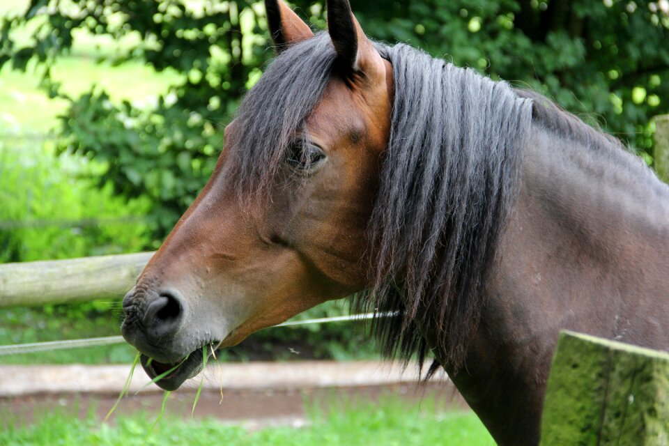 Horse head hanoverian mammal photo