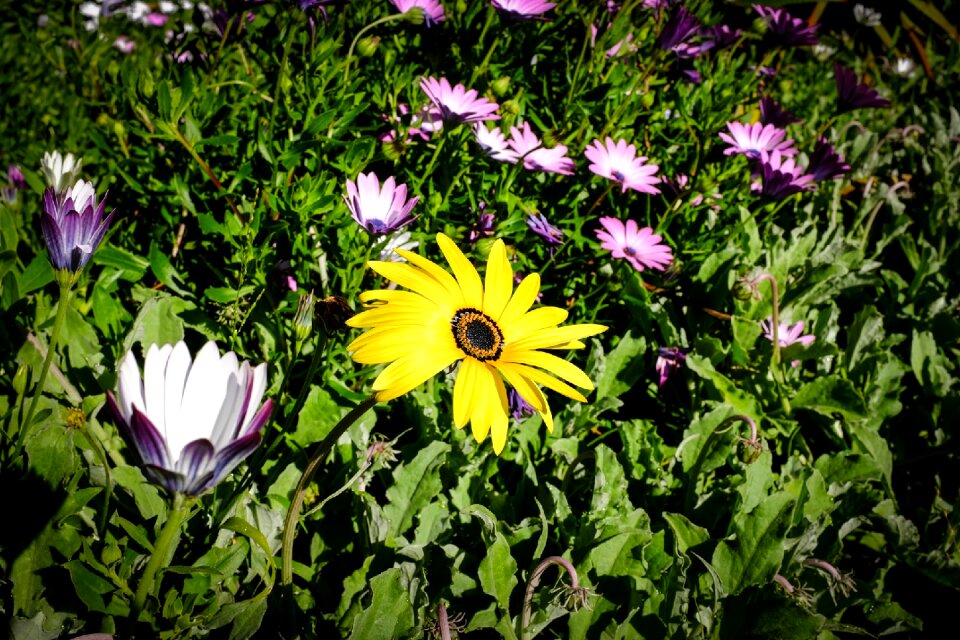 Season yellow bright