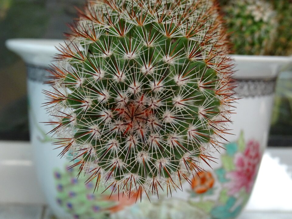 Flower botanical decorative