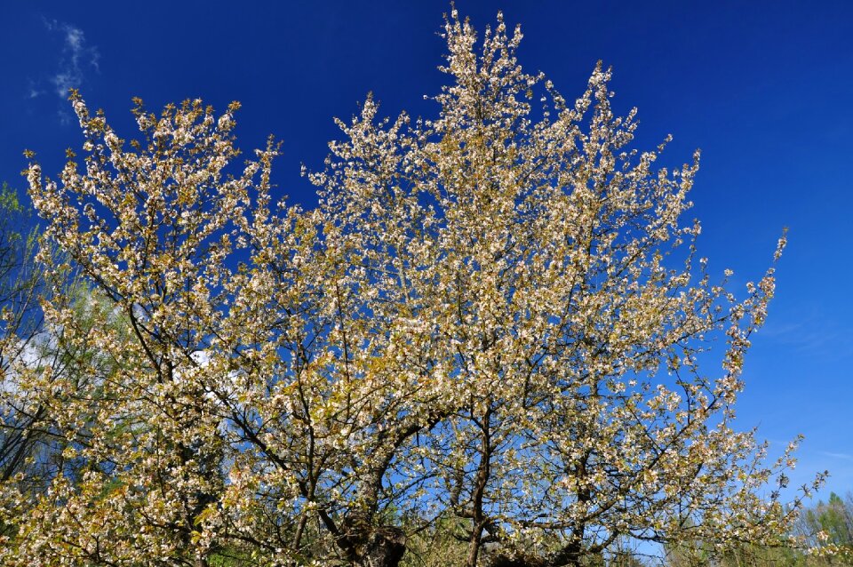 Tree flourishing spring