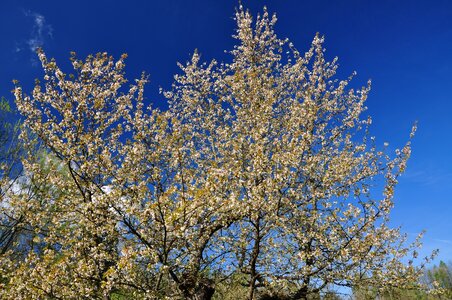 Tree flourishing spring