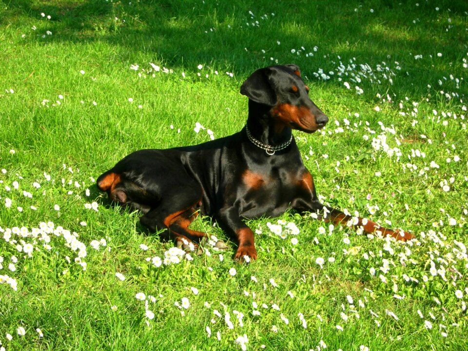 Dog hair doberman