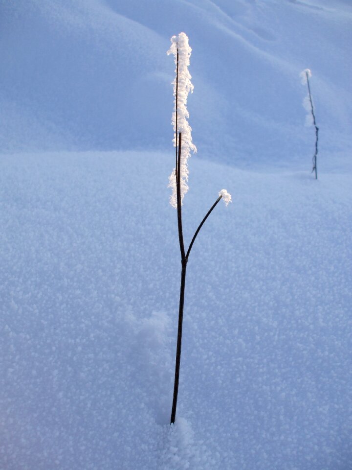 Frozen winter white