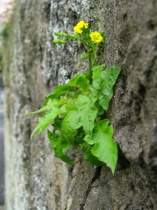 Ishigaki wild grass flowers photo