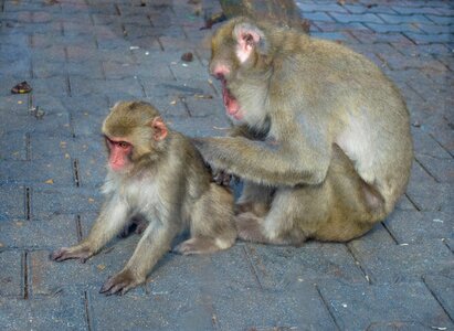 Zoo monkey with a cub care