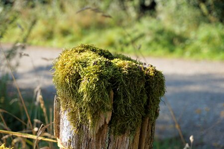 Pasture post wooden posts photo