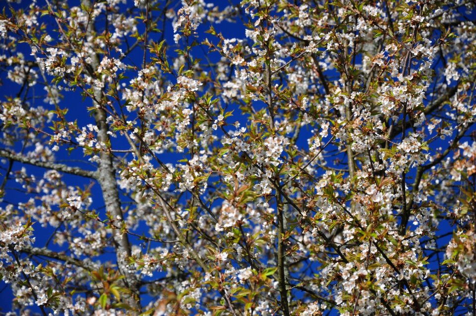 Tree flourishing spring