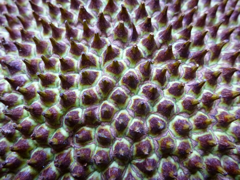 Prickly fruit artocarpus heterophyllus photo