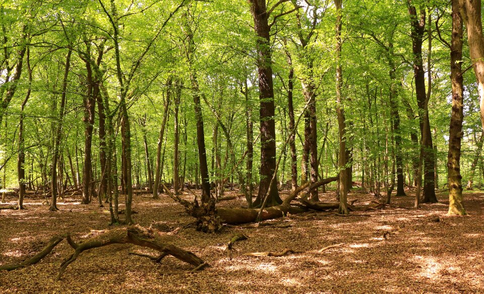 Nature landscape root photo