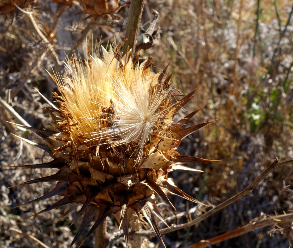 Dry prickly filigree