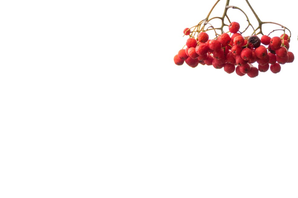 Nature berry red plant