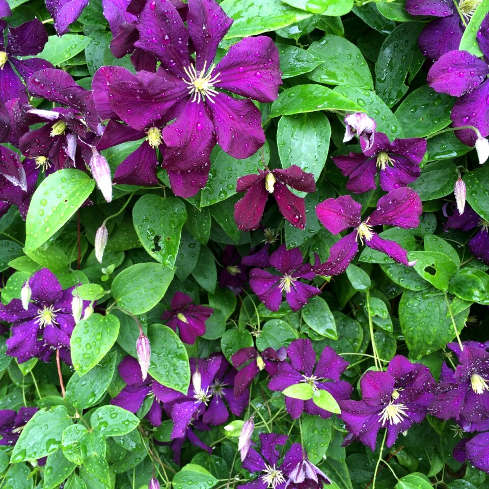 Flowers summer climber