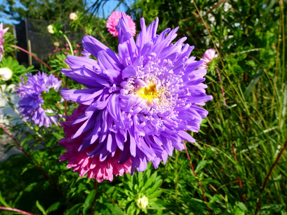 Purple green colors