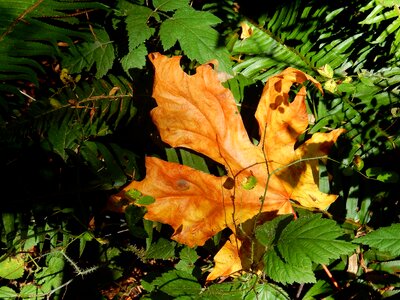Brown green leaf photo
