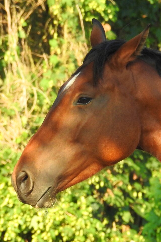 Animal portrait nostrils brown