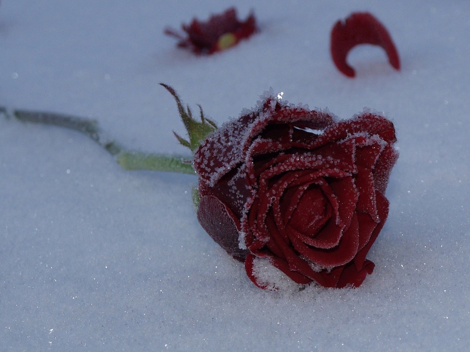 Snow frozen winter