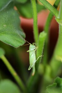 Insect green animal