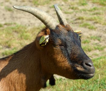 Horns horn domestic goat photo