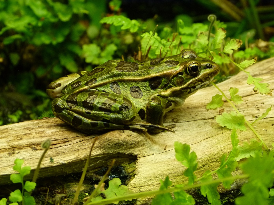 Animal creature frog pond