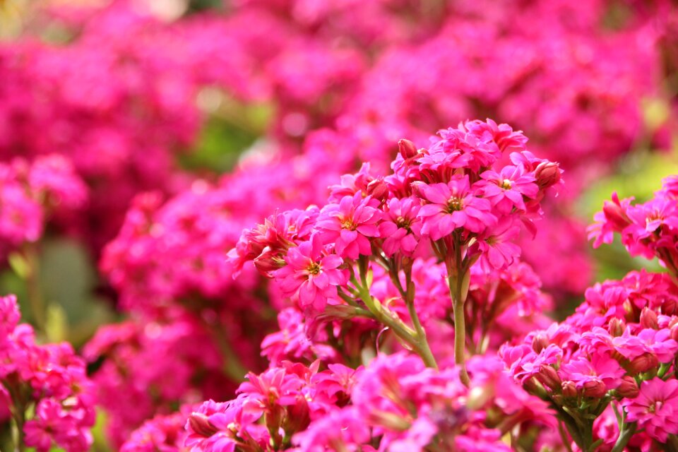 Nature garden flowery hazel