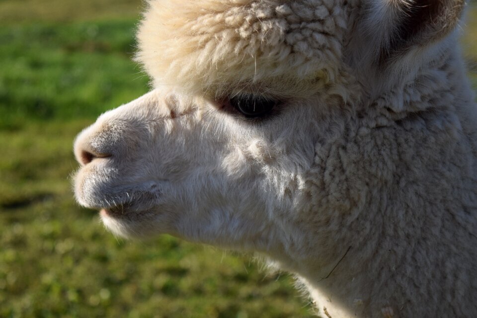 Fluffy furry nature