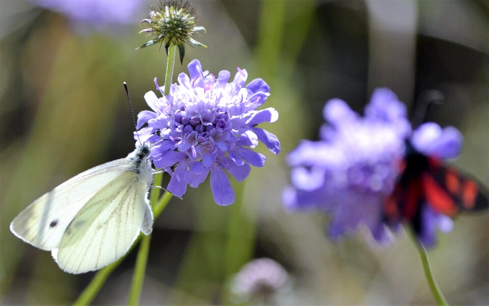 Butterfly pyrenees nature