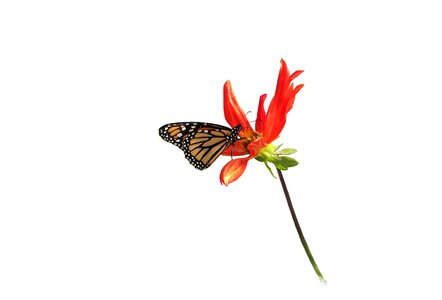 Dahlia isolated