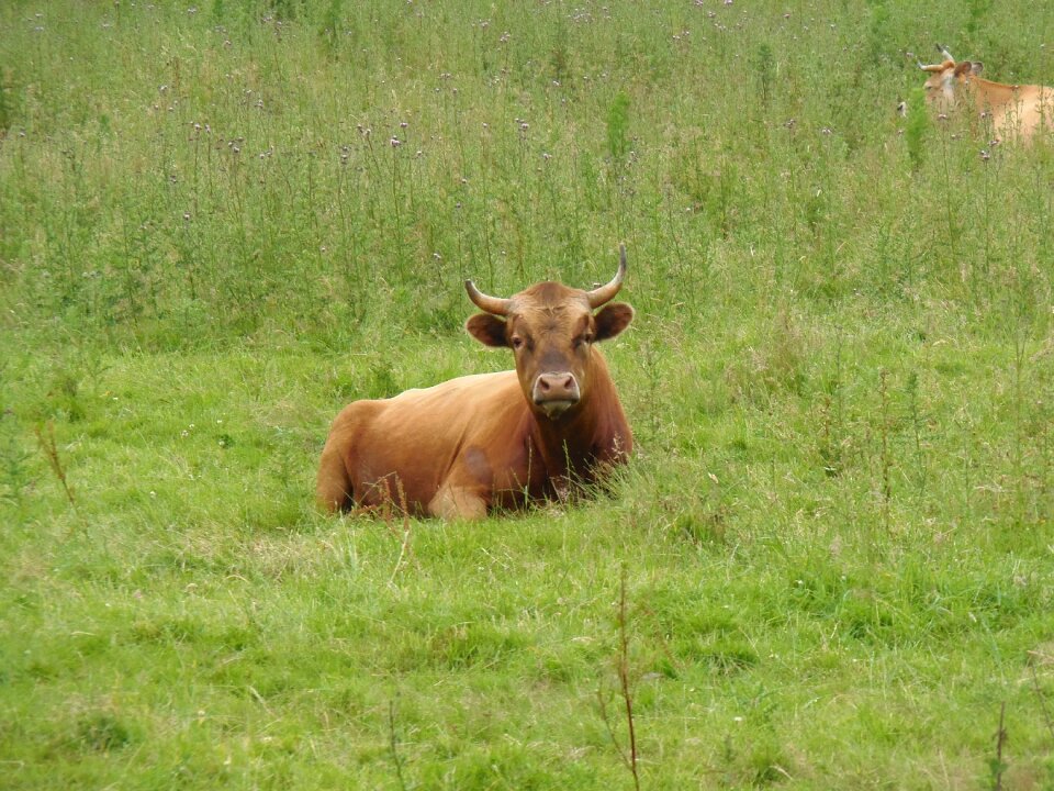 Field nature nature fields